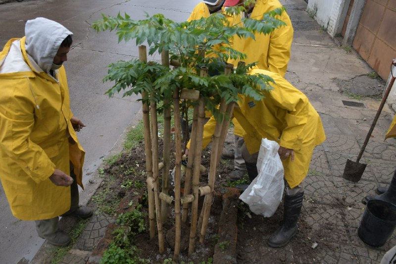 La Municipalidad inició la plantación de árboles en el barrio Libertad |  Municipalidad de Corrientes