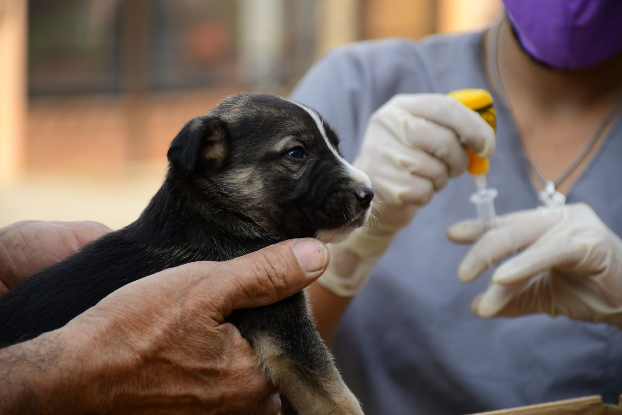 Vuelve en marzo el programa Mascotas Saludables | Municipalidad de  Corrientes
