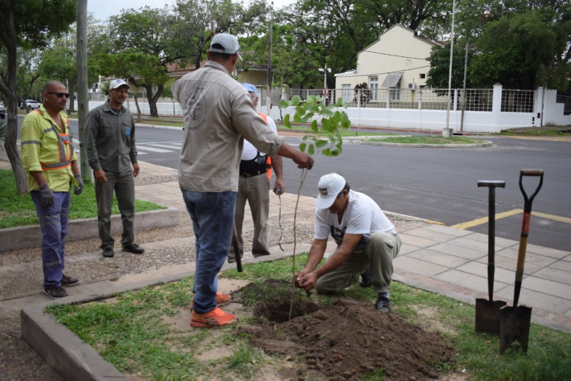 La Municipalidad continúa con la plantación de árboles autóctonos |  Municipalidad de Corrientes