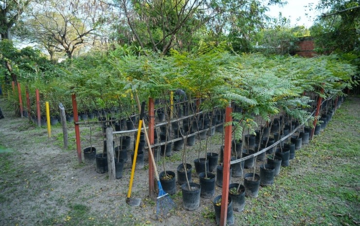 Sigue la Semana del Árbol: “Plantar es importante, pero cuidarlo es un compromiso de todos”