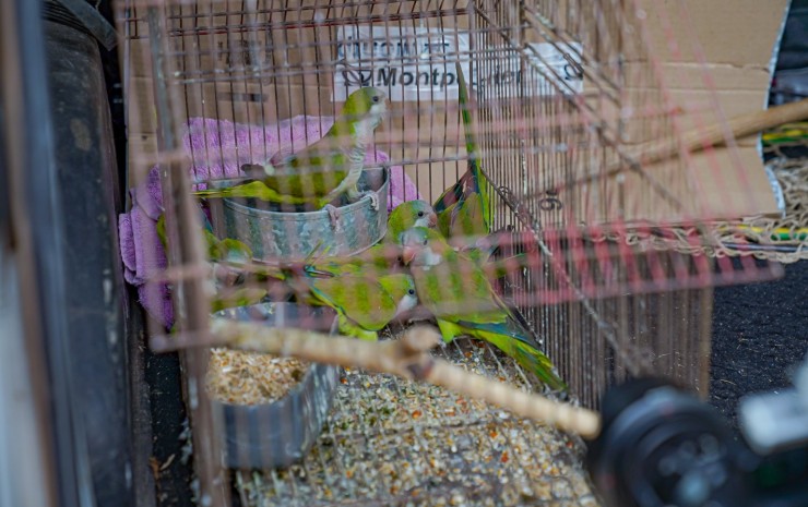 Nuevo operativo municipal contra el maltrato animal permitió rescatar 11 cotorras en cautiverio
