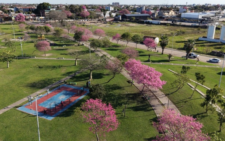 Semana del Árbol: el Municipio prepara actividades de plantación, educación y concientización