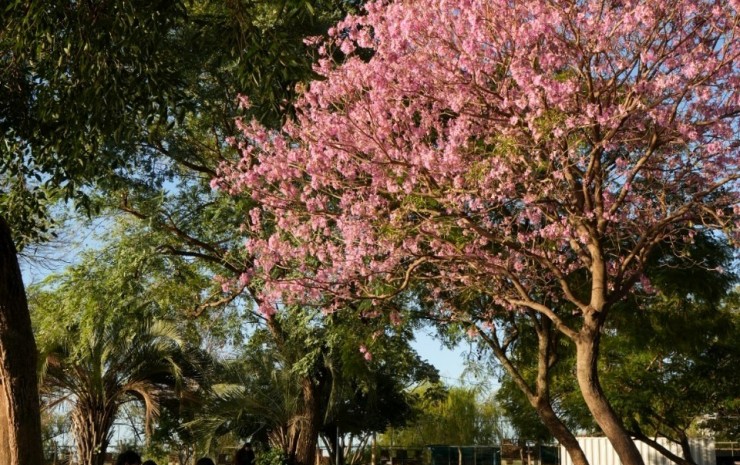 Semana del Árbol: el Municipio invita a descubrir especies nativas y sumarse al concurso fotográfico