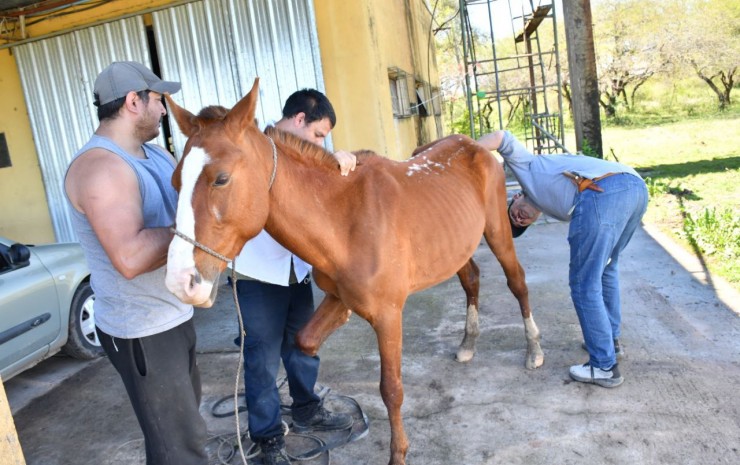 Bienestar animal: más de 700 caballos ya fueron liberados por la Municipalidad