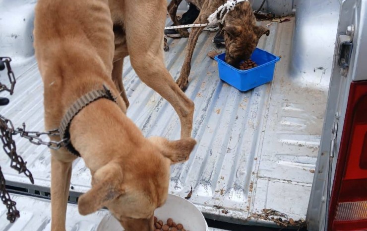 Maltrato animal: la Municipalidad rescató y brindó asistencia a cuatro perros en dos barrios de la ciudad
