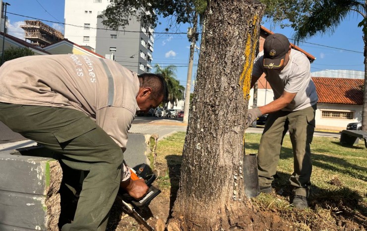 Trabajan en la extracción de árboles con riesgo de caída en el parque Cambá Cuá