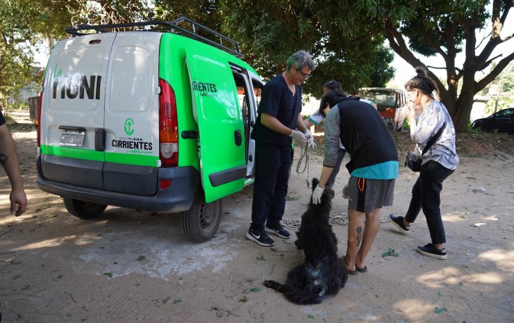 Bienestar Animal: rápida intervención municipal permitió asistir y comenzar el tratamiento de un perro enfermo